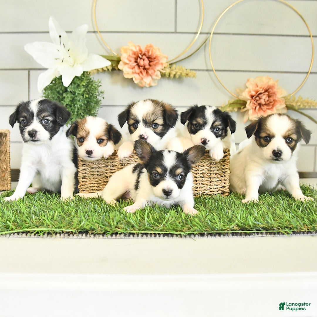 Papillon dogs for sale: Brett - Image 5