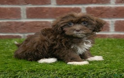Havanese dogs for sale: Bambi - Image 5