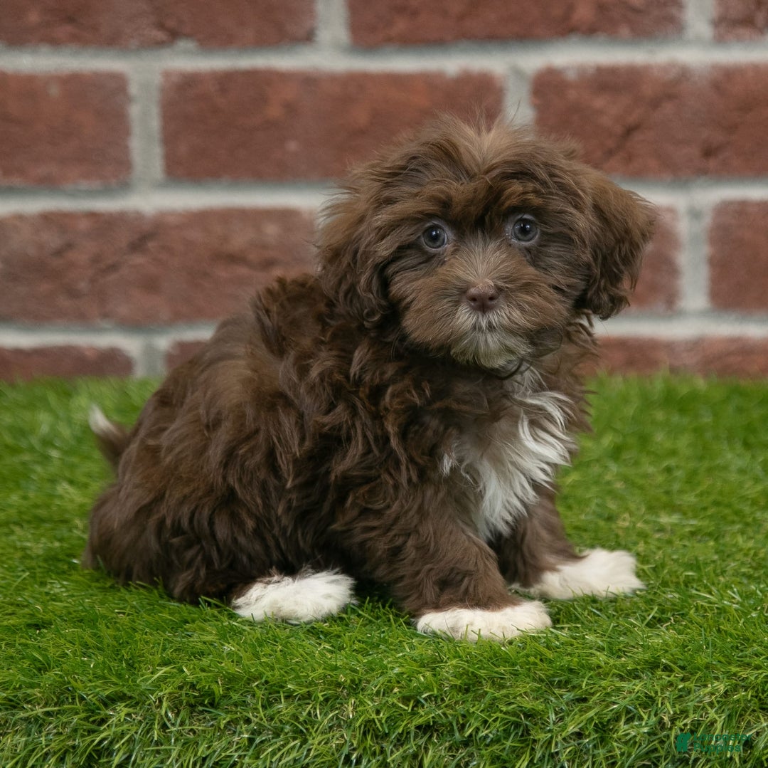 Havanese dogs for sale: Bambi - Image 5