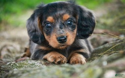 Miniature Dachshund dogs for sale: Fernando - Image 1