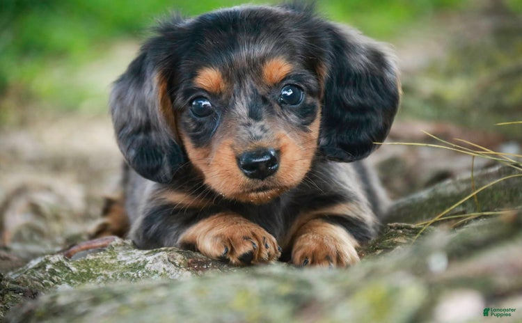 Miniature Dachshund dogs for sale - Ad 4