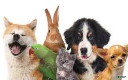 Afghan Hound dogs for sale: Afghan Hound Puppy 1 - Image 1