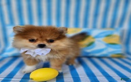 Pomeranian dogs for sale: Theodore - Image 5