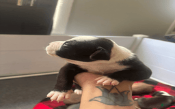 American Bully dogs for sale: Jade - Image 4