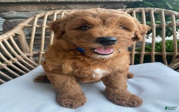 Mini Goldendoodle dogs for sale: Kai - Image 3