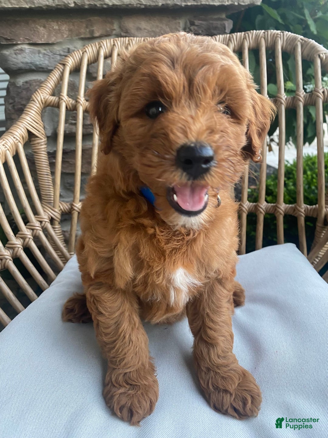 Mini Goldendoodle dogs for sale: Kai - Image 3