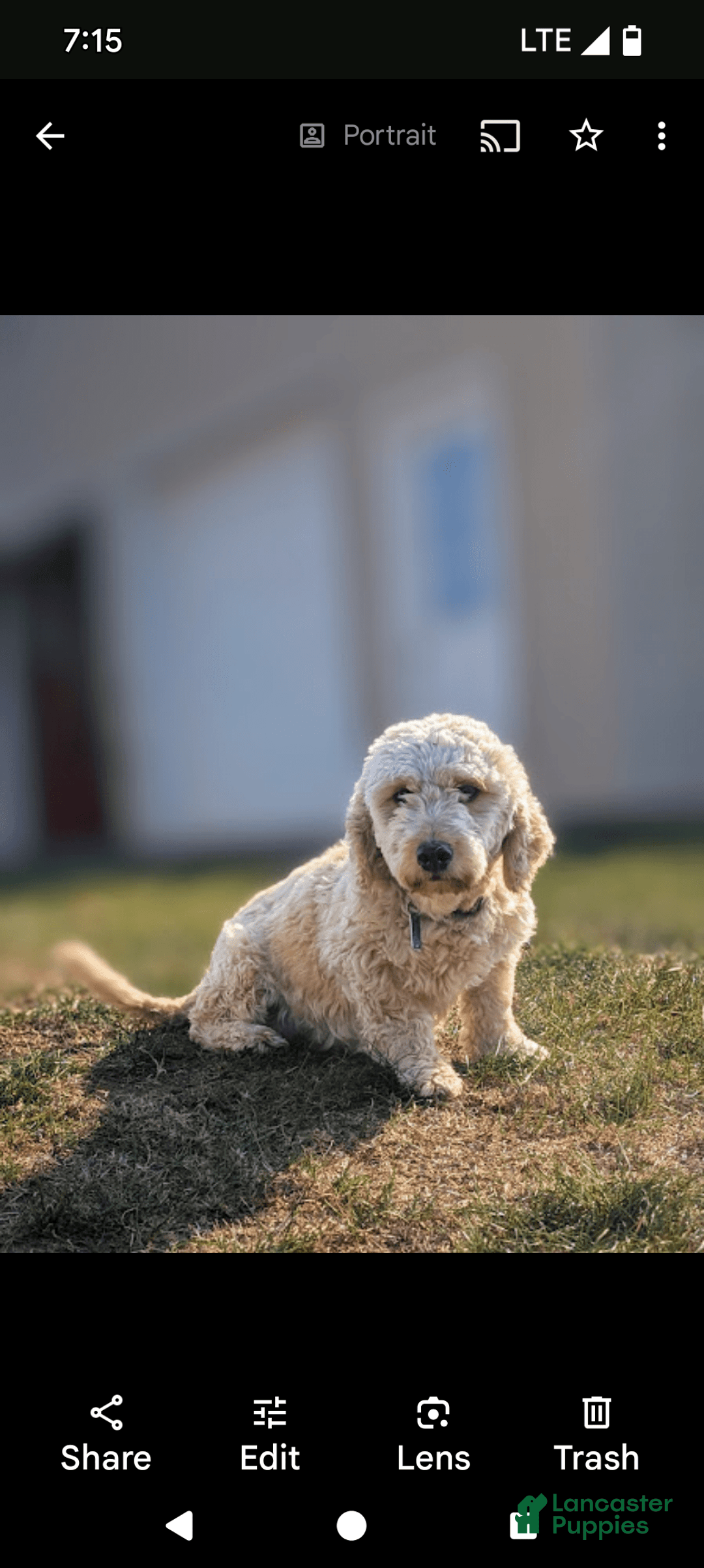 Mini Goldendoodle dogs for sale: F1b Leo - Image 13