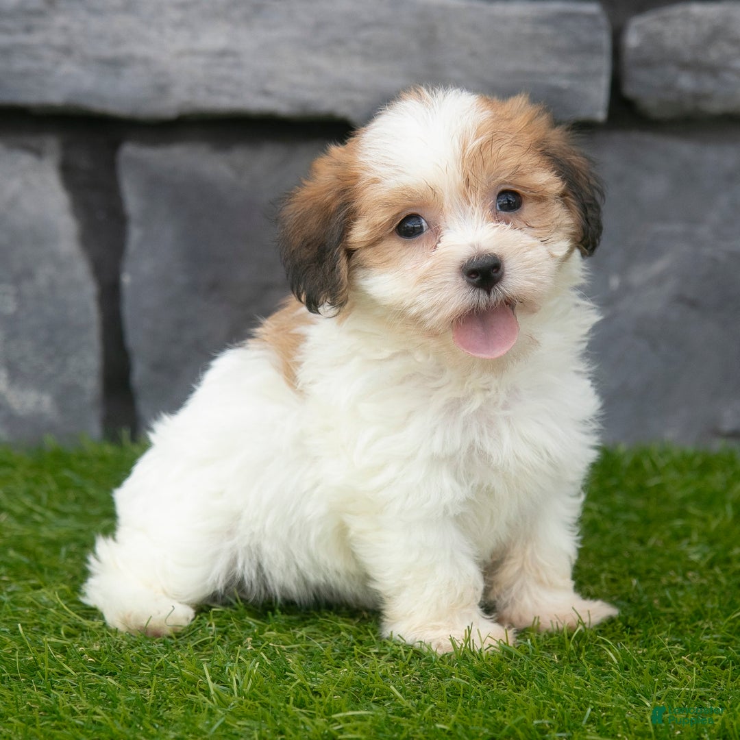 Havanese dogs for sale: Clover - Image 1