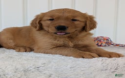 Golden Retriever dogs for sale: Daisy - Image 16