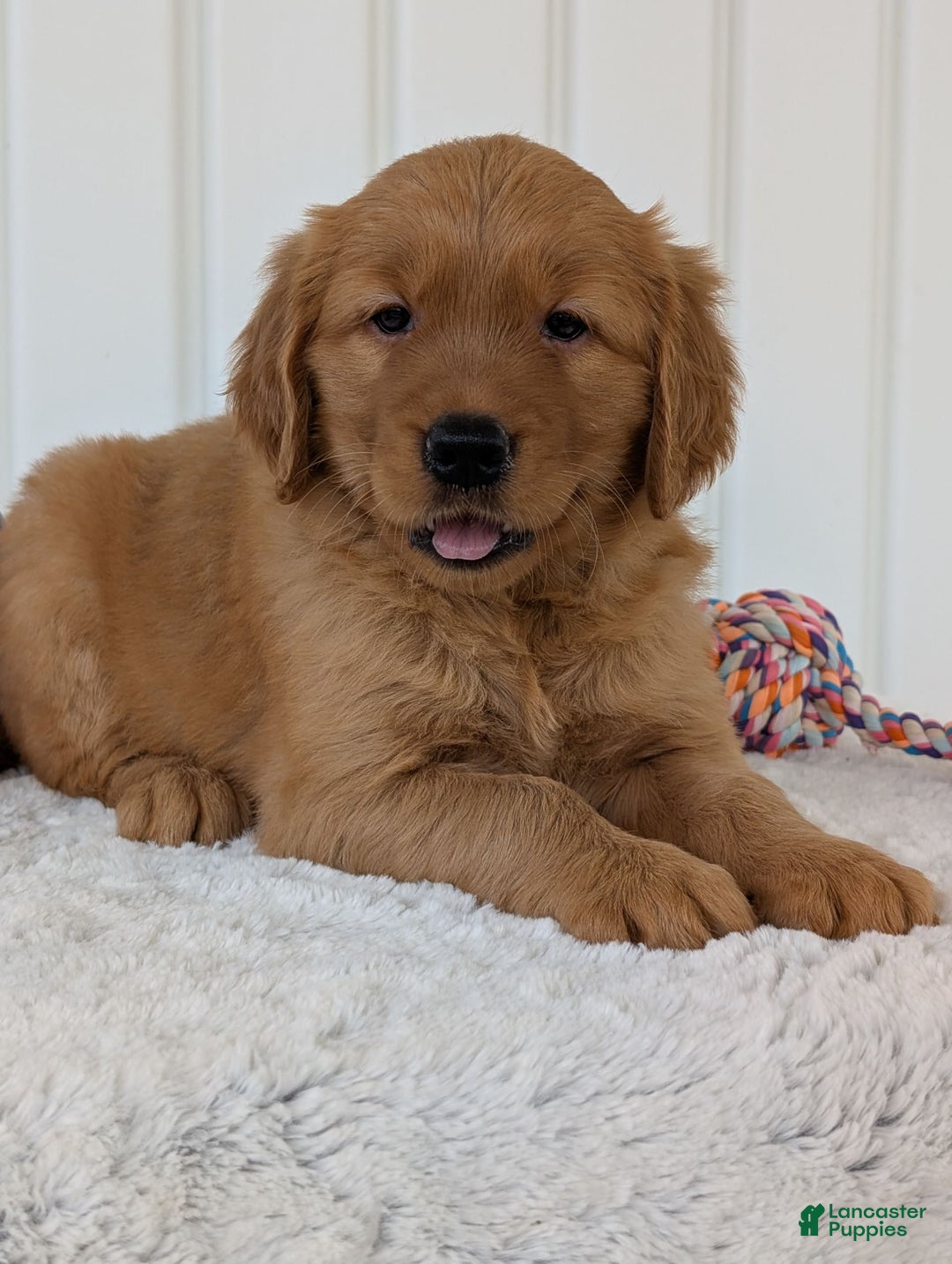 Golden Retriever dogs for sale: Daisy - Image 16