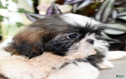 Shih Tzu dogs for sale: Debbie - Image 1
