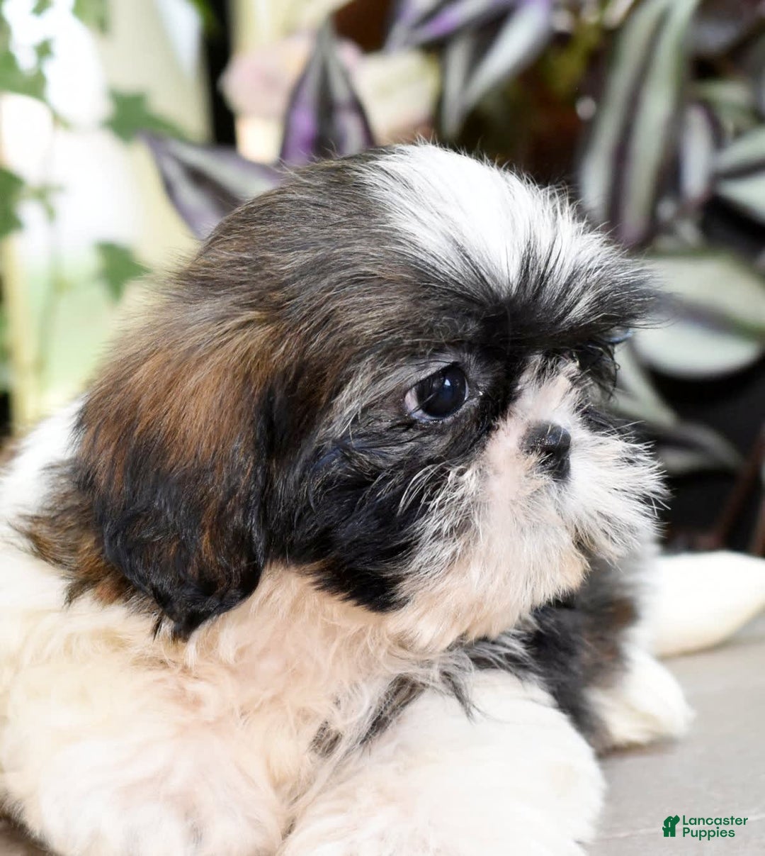 Shih Tzu dogs for sale: Debbie - Image 1
