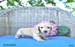 Miniature Dachshund dogs for sale: Theodore - Image 2