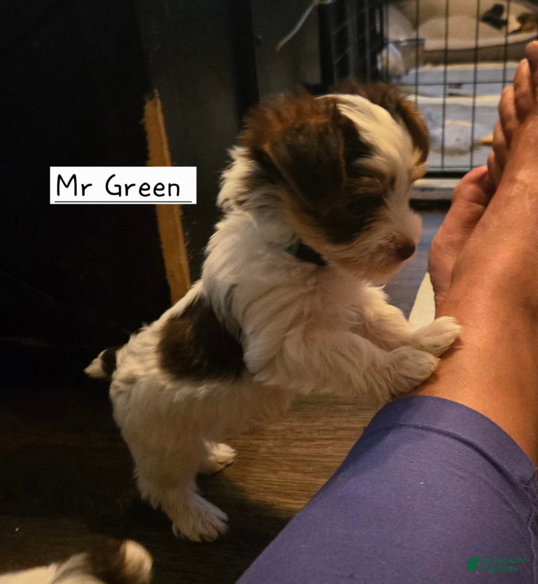 Yorkshire Terrier dogs for sale: Mr Green - Image 2