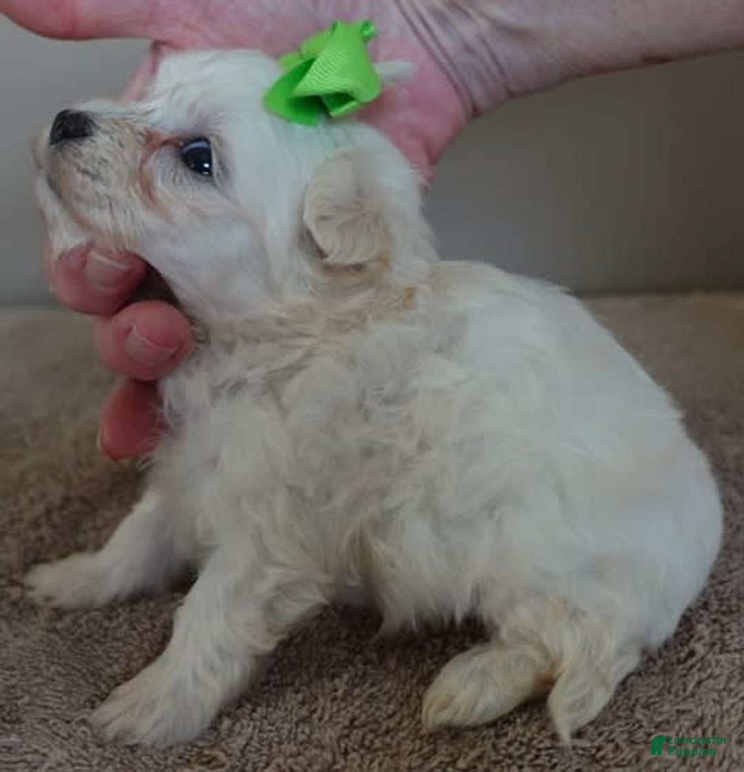 Maltipoo dogs for sale: Beans - Image 27