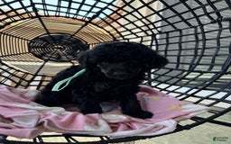 Miniature Poodle dogs for sale: Wolverine - Image 6