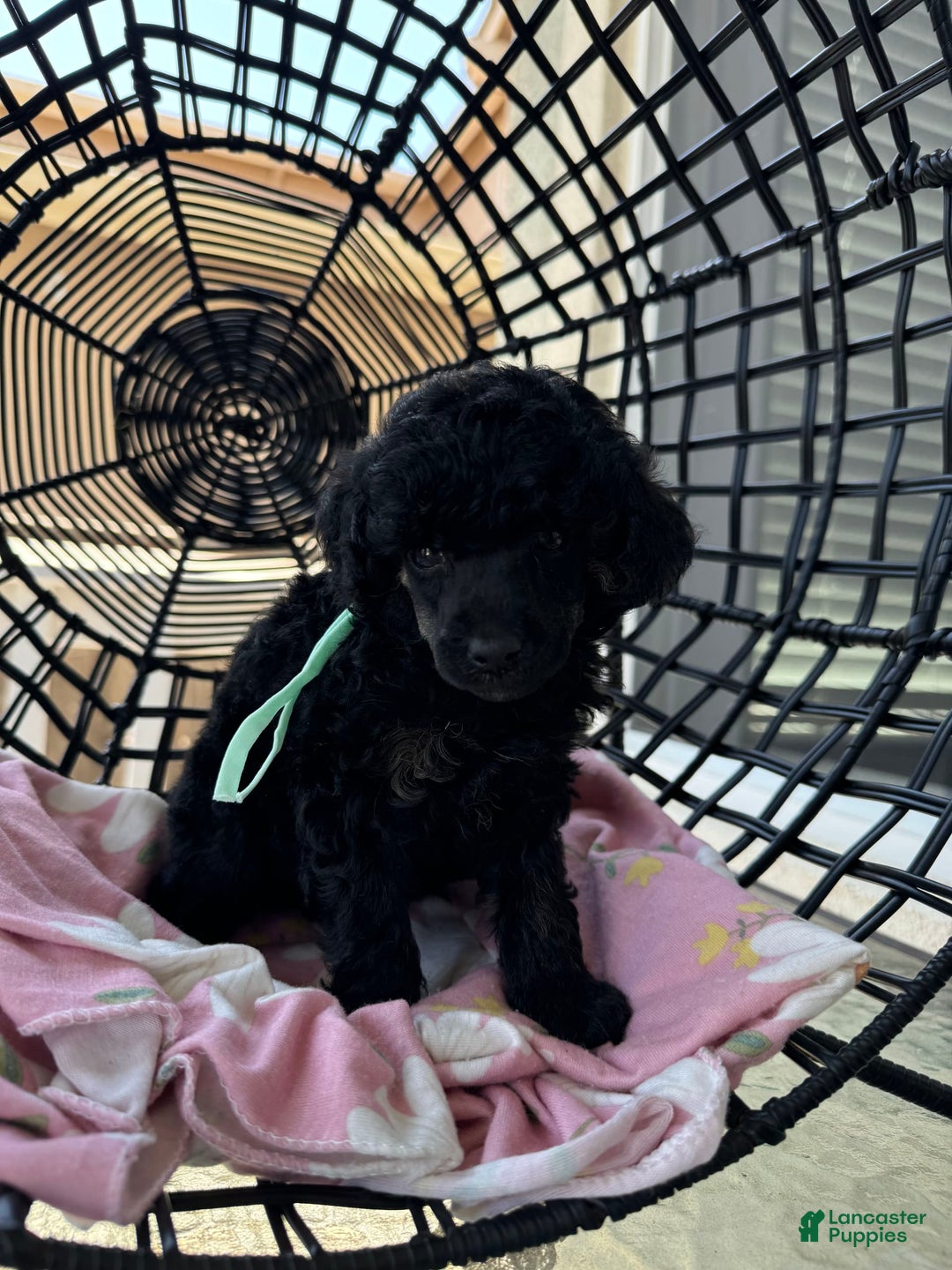 Miniature Poodle dogs for sale: Wolverine - Image 6
