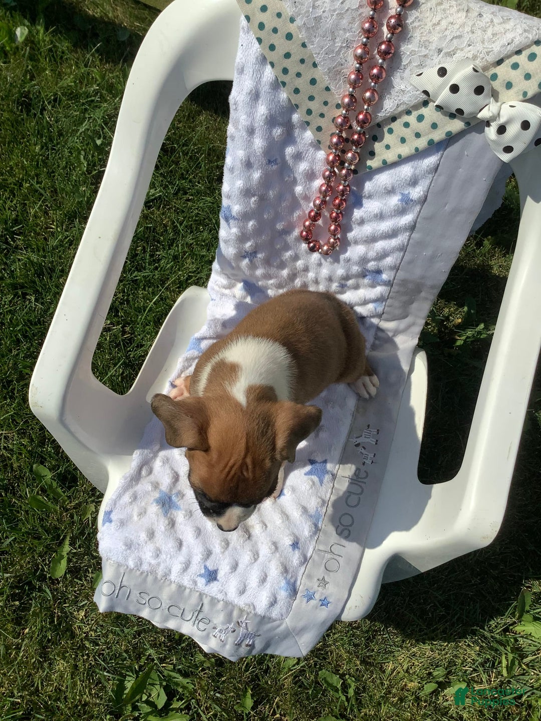 Boxer dogs for sale: Sammy - Image 6