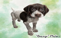 German Wirehaired Pointer dogs for sale: Ivo - Image 1