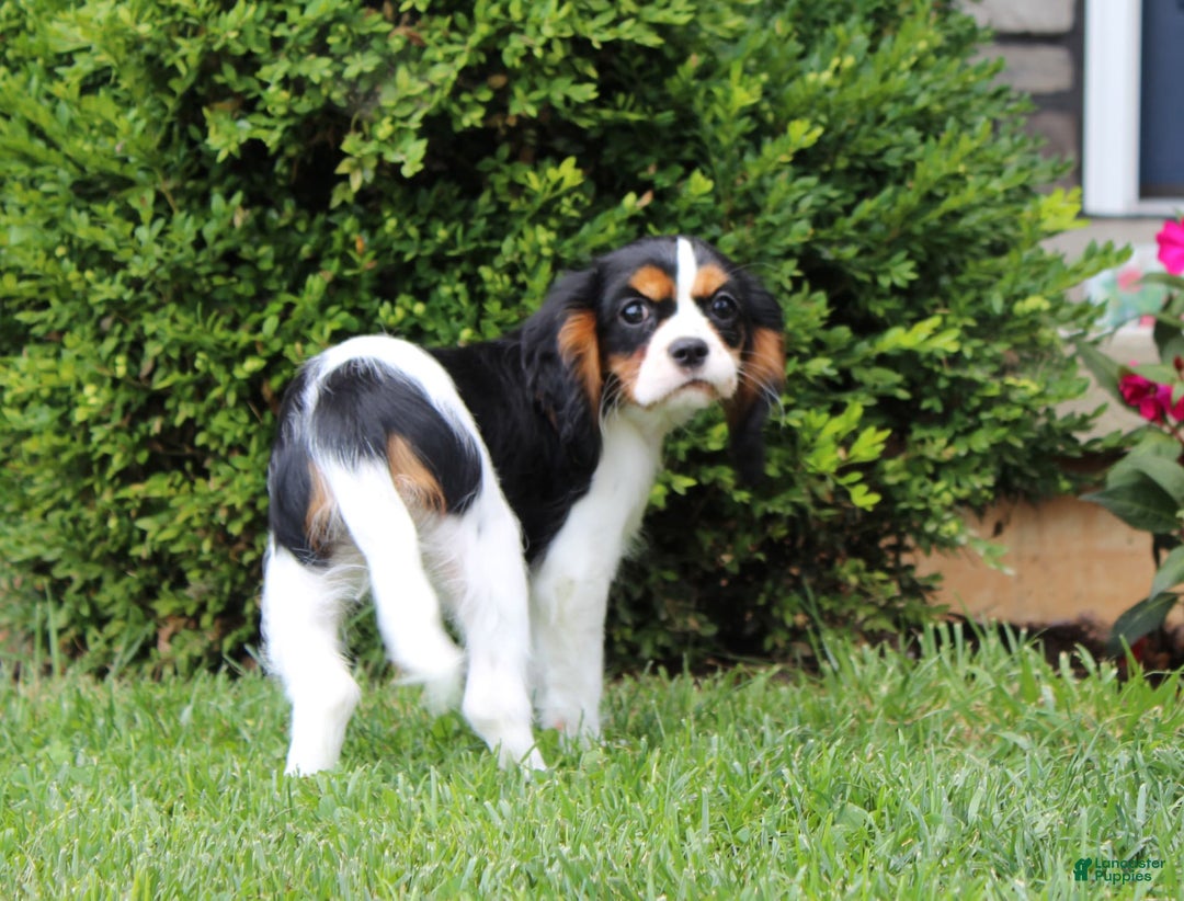 Cavalier King Charles Spaniel dogs for sale: Abby - Image 5