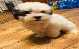 Maltipoo dogs for sale: Bouncer - Image 3