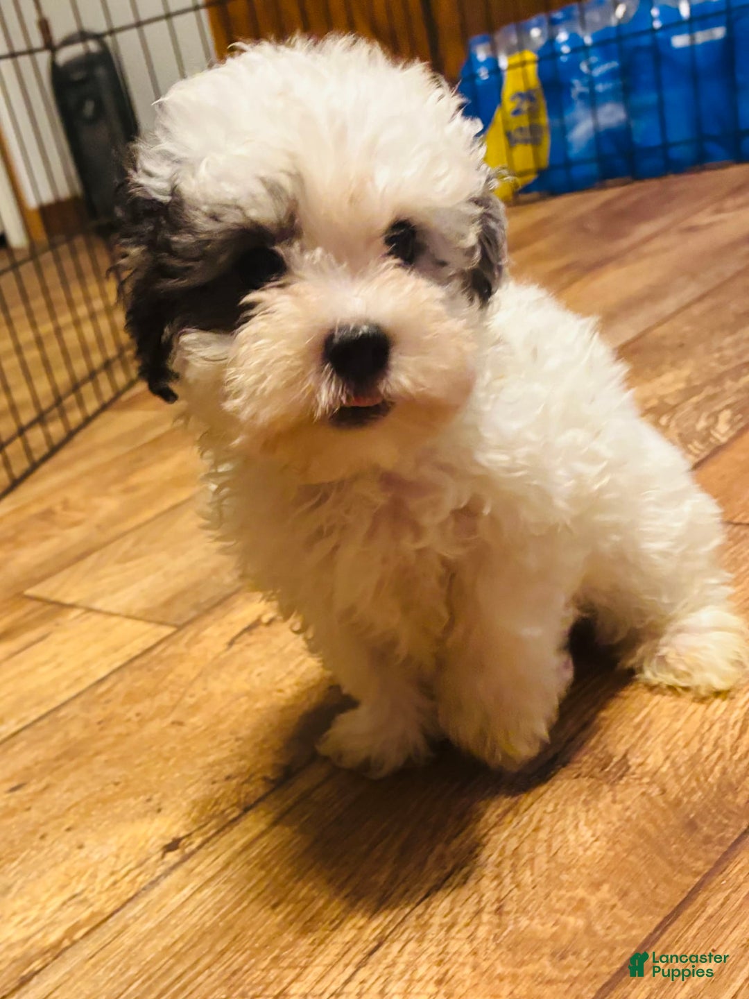 Maltipoo dogs for sale: Bouncer - Image 3