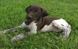 German Shorthaired Pointer dogs for sale: Tanner - Image 3