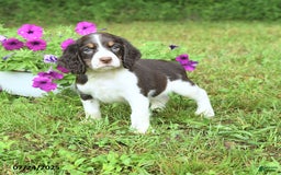 English Springer Spaniel dogs for sale: Pumpkin - Image 1