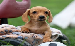 Miniature Dachshund dogs for sale: Miniature Dachshund 3 puppies - Image 24