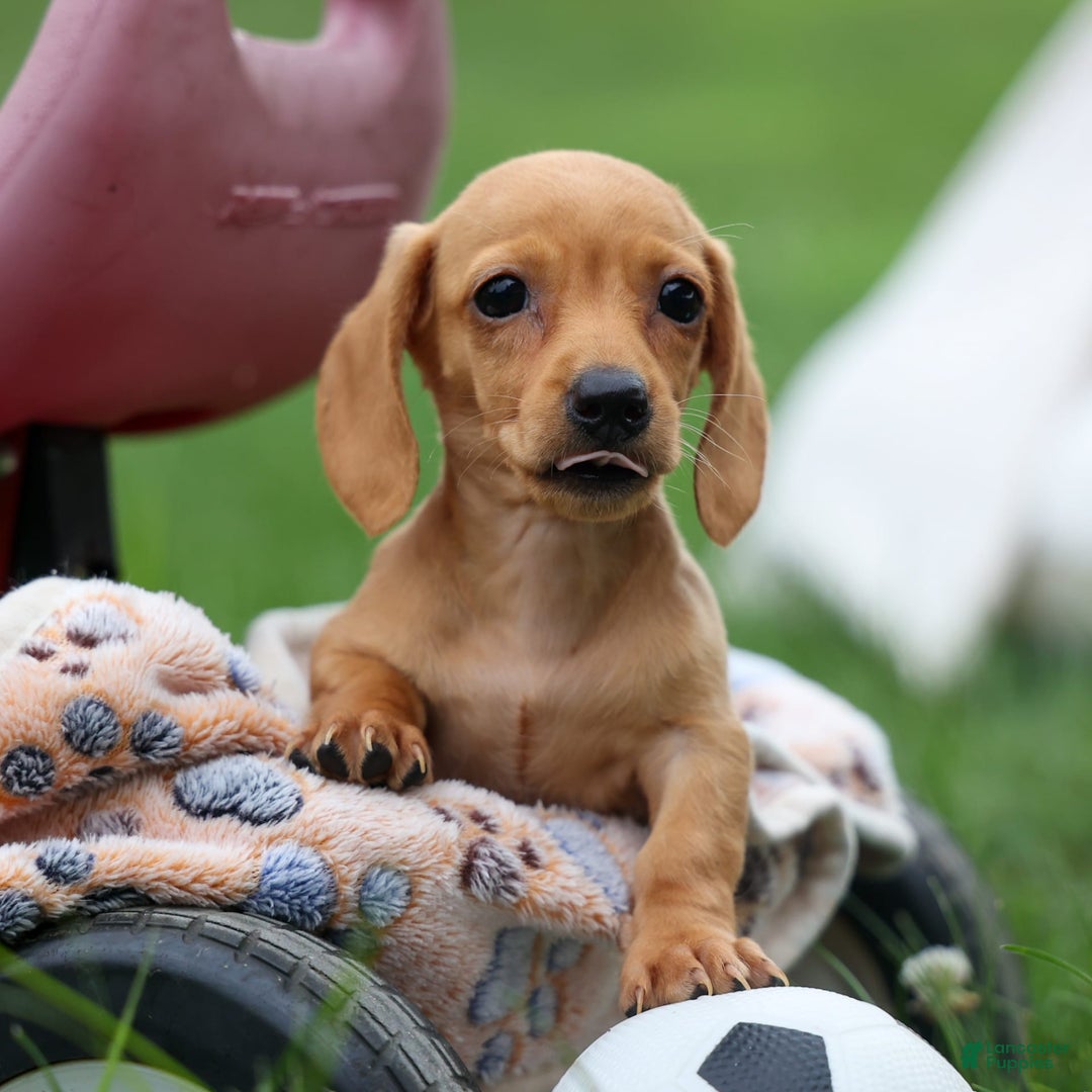 Miniature Dachshund dogs for sale: Miniature Dachshund 3 puppies - Image 24