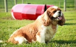 Cavalier King Charles Spaniel dogs for stud: Taffy - Image 3