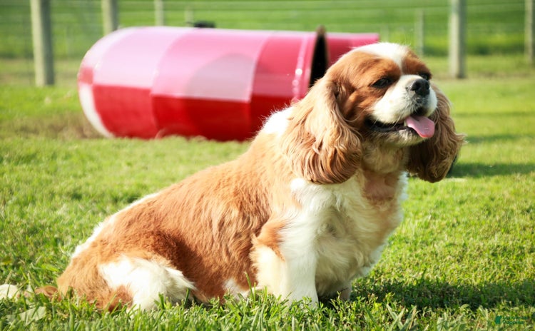 Cavalier King Charles Spaniel dogs for sale - Ad 5