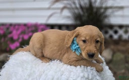 Golden Retriever dogs for sale: Sandy - Image 2