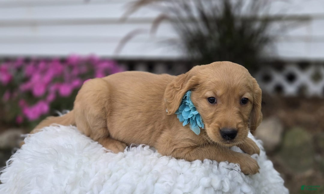 Golden Retriever dogs for sale: Sandy - Image 2