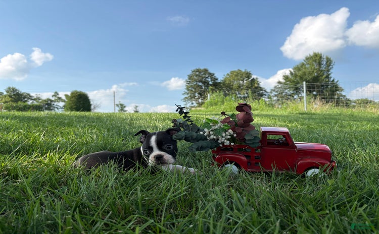 Boston Terrier dogs for sale - Ad 1