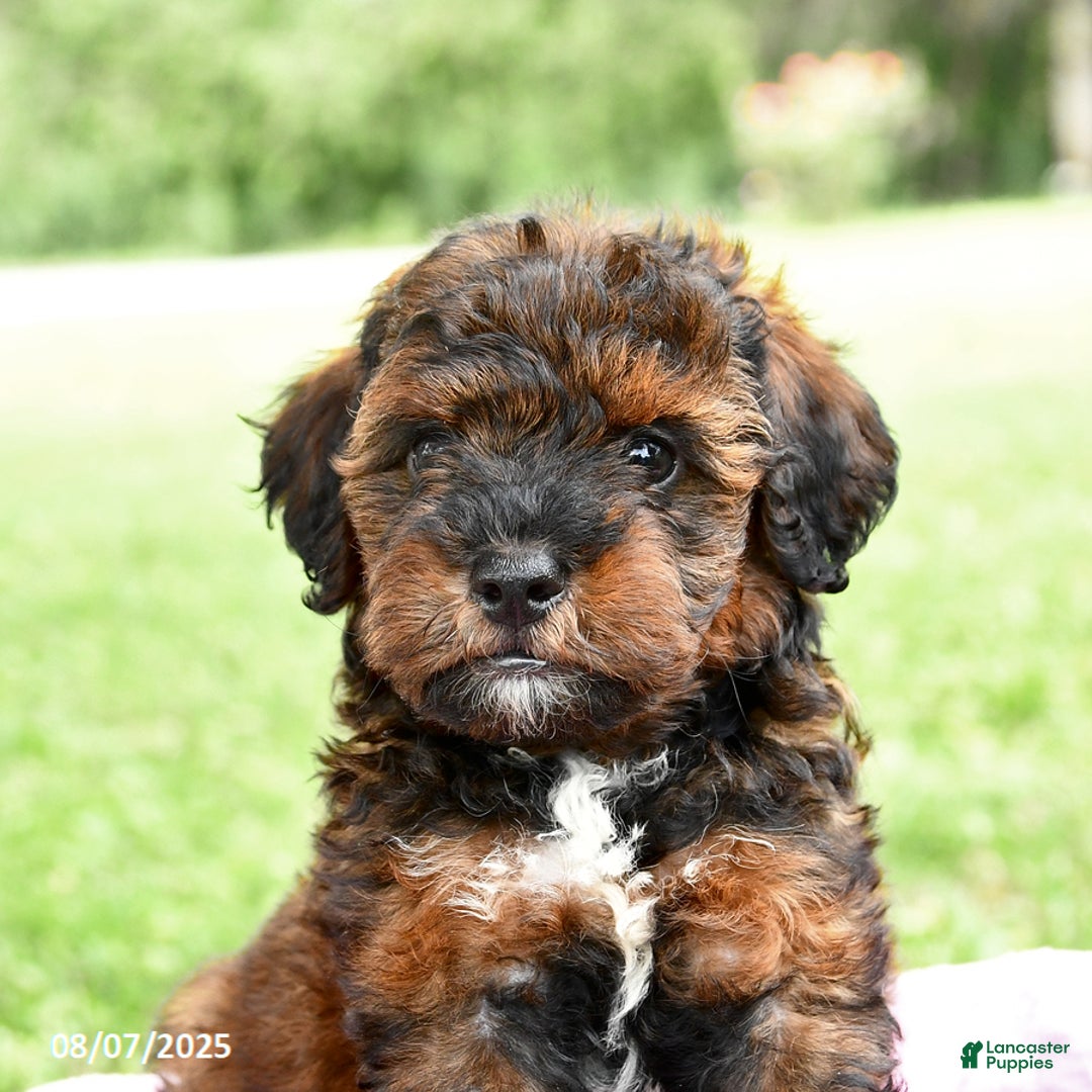 Miniature Poodle dogs for sale: Elvis - Image 4