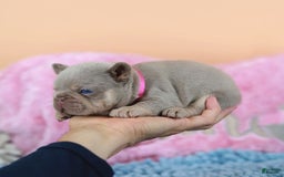 French Bulldog dogs for sale: Denise - Image 10