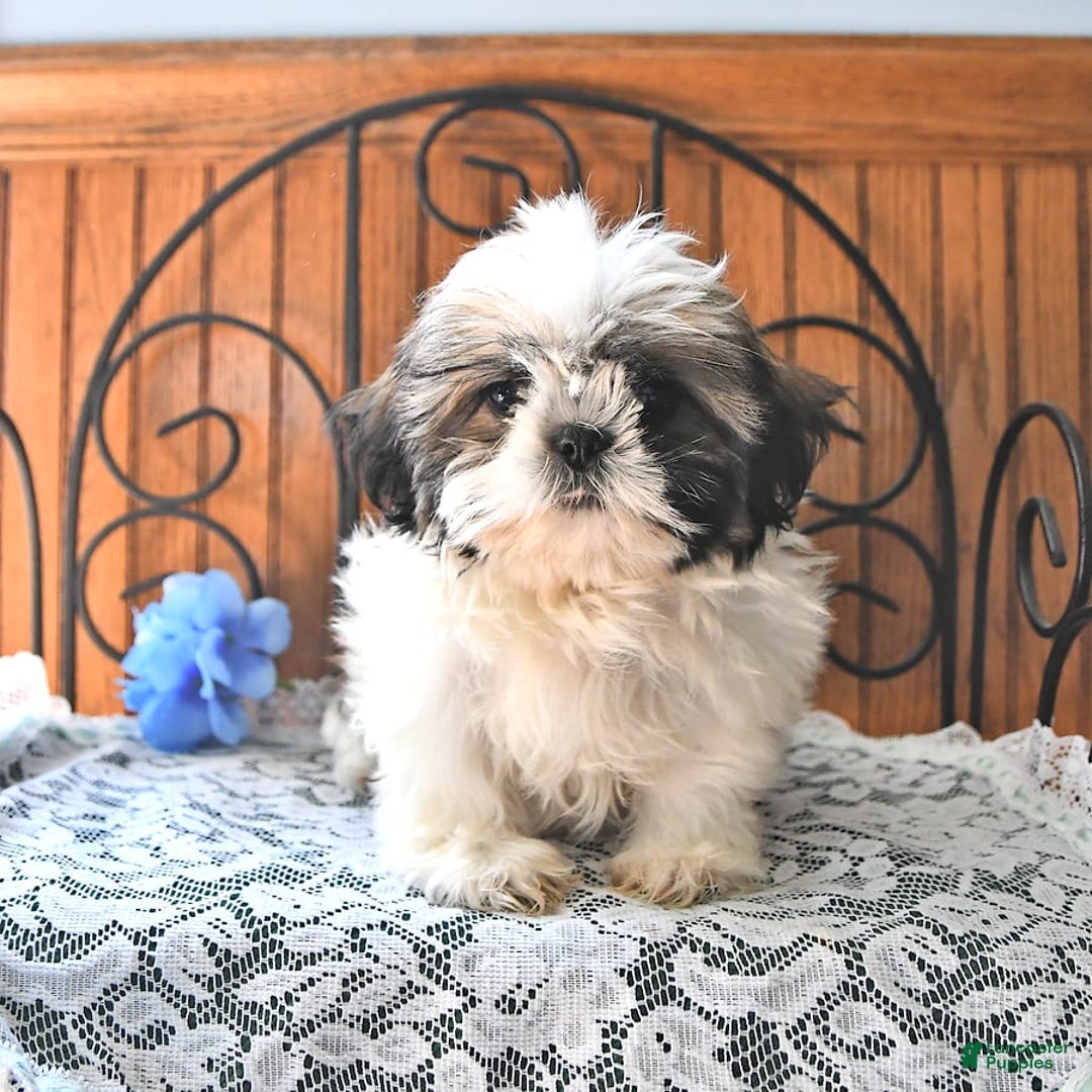 Shih Tzu dogs for sale: Queen - Image 8