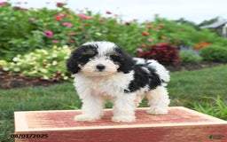 Miniature Poodle dogs for sale: Nina - Image 3