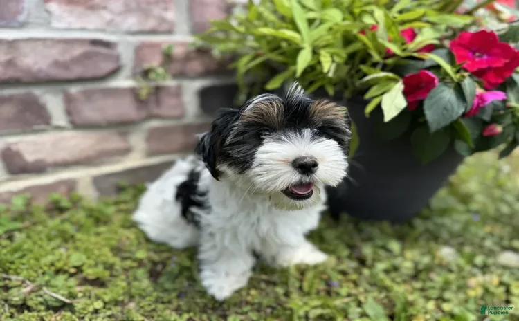 Yorkshire Terrier dogs for sale - Ad 5