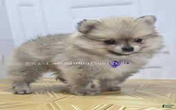 Pomeranian dogs for sale: Love-a-lot Bear - Image 3