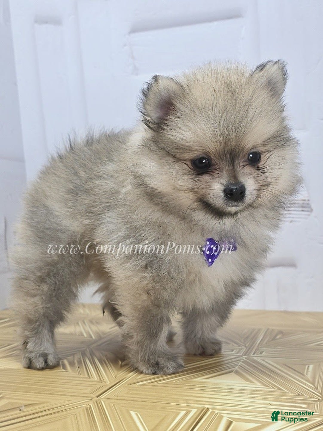 Pomeranian dogs for sale: Love-a-lot Bear - Image 3