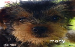 Yorkshire Terrier dogs for sale: Macy - Image 1