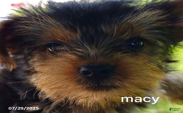 Yorkshire Terrier dogs for sale - Ad 2