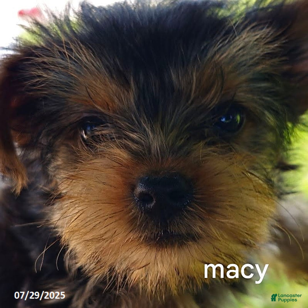 Yorkshire Terrier dogs for sale: Macy - Image 1