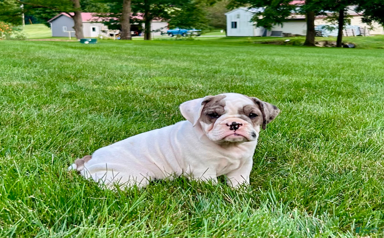 English Bulldog dogs for sale - Ad 4