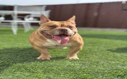 American Bully dogs for sale: Big Boy - Image 6
