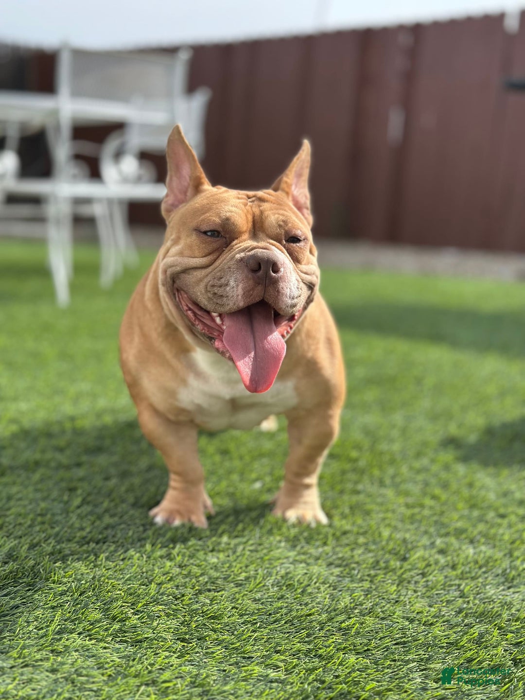 American Bully dogs for sale: Big Boy - Image 6