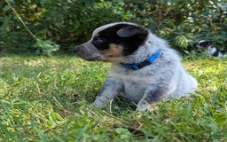 Australian Cattle Dog dogs for sale: Ricky - Image 2