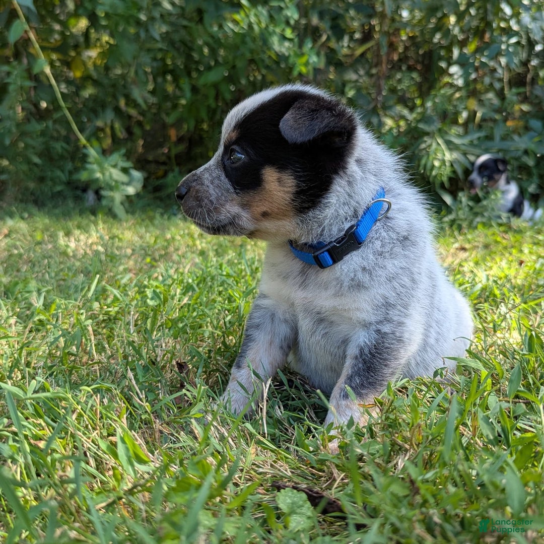 Australian Cattle Dog dogs for sale: Ricky - Image 2